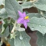 Solanum burchellii Flower