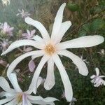 Magnolia stellata Cvet