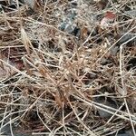 Galium rubioides Ліст