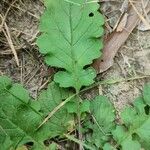 Senecio doria Leaf