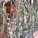 Sedum moranense Leaf