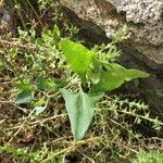 Atriplex prostrata Habitus