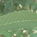 Sorbaria kirilowii Leaf