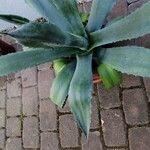 Agave asperrima Leaf