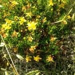 Hypericum balearicum Habitus