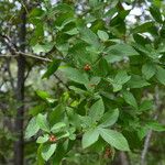 Rauvolfia tetraphylla Frutto