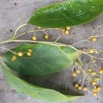 Ehretia acuminata Voankazo