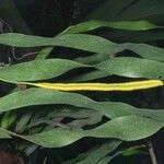 Ophioglossum pendulum Hábito