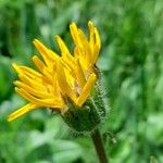 Arnica montana Blüte