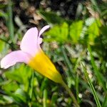 Oxalis caprina