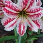 Hippeastrum correienseKvět