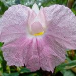Costus afer Λουλούδι