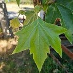 Platanus x hispanica 葉