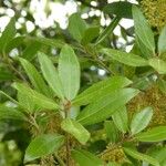 Quercus phillyreoides Folha