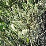 Baccharis trimera Облик