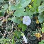 Calystegia sepium Flower