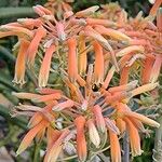 Aloe striata Blüte