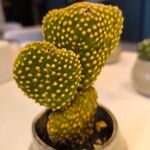 Opuntia microdasys List