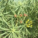 Euphorbia lamarckii Květ