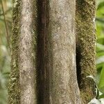 Duroia longiflora кора
