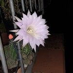 Echinopsis oxygona പുഷ്പം