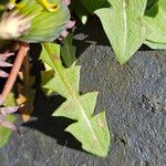 Taraxacum erythrospermum Leaf
