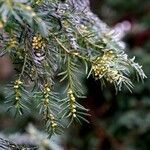 Torreya californica Hàbitat