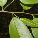 Clarisia racemosa Leaf