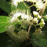 Callicarpa acuminata Λουλούδι