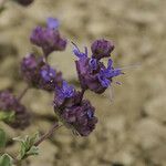 Salvia dorrii Cvet