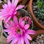 Gymnocalycium baldianum برگ