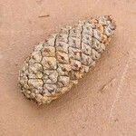 Pinus caribaea Fruto