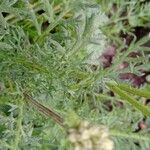 Achillea erba-rotta Blatt