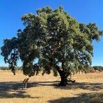 Quercus suber Leaf