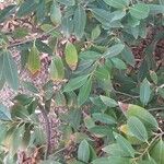 Osmanthus decorus Habitus