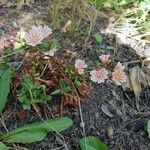 Lewisia brachycalyx Kvet