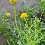 Matricaria aurea Fula