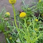 Matricaria aurea Flower