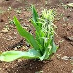 Chlorophytum africanum Folio