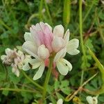 Coronilla viminalis Цветок