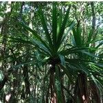 Pandanus purpurascens Hoja