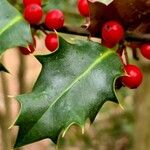 Ilex aquifolium Folha