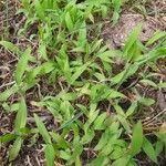 Digitaria sanguinalis Blad