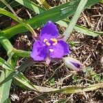 Tradescantia occidentalis Flor