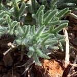 Teucrium pseudochamaepitys Blatt