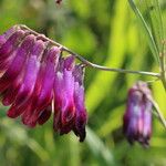 Vicia sicula Virág