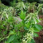 Nicotiana sylvestris Vekstform