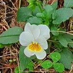 Viola arvensis Kwiat