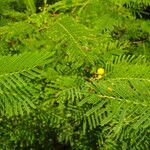 Acacia macracantha पत्ता