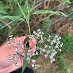 Eupatorium perfoliatumBlüte